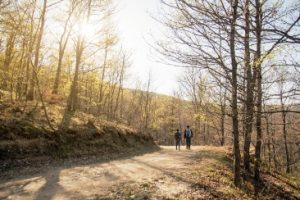 rear-view-couple-walking-forest rear-view-couple-walking-forest
